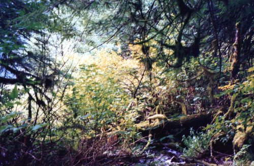 Princess Louisa Inlet Forest 3