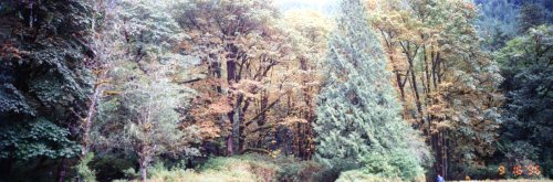 Princess Louisa Inlet Forest 4